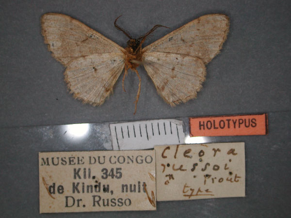 /filer/webapps/moths/media/images/R/russoi_Cleora_HT_RMCA_02.jpg