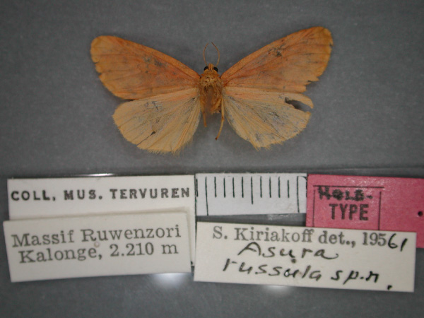 /filer/webapps/moths/media/images/R/russula_Asura_HT_RMCA_02.jpg