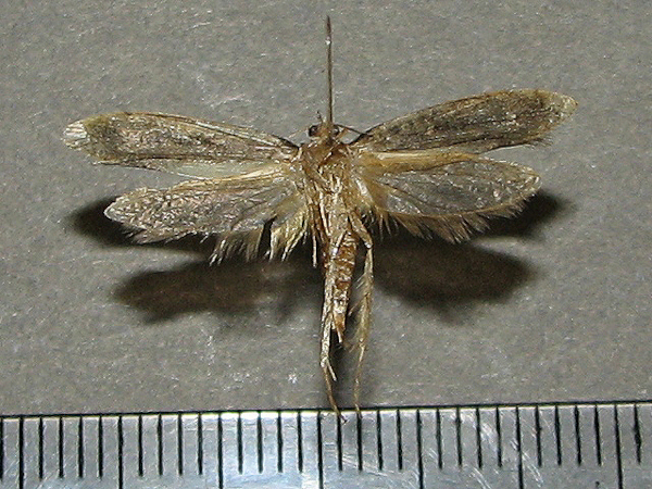 /filer/webapps/moths/media/images/R/rutella_Setomorpha_A_Goffb_01.jpg