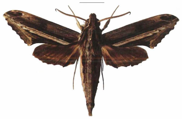 /filer/webapps/moths/media/images/R/rutherfordi_Centroctena_AM_EMEMa.jpg