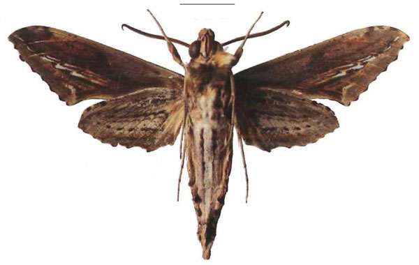 /filer/webapps/moths/media/images/R/rutherfordi_Centroctena_AM_EMEMb.jpg