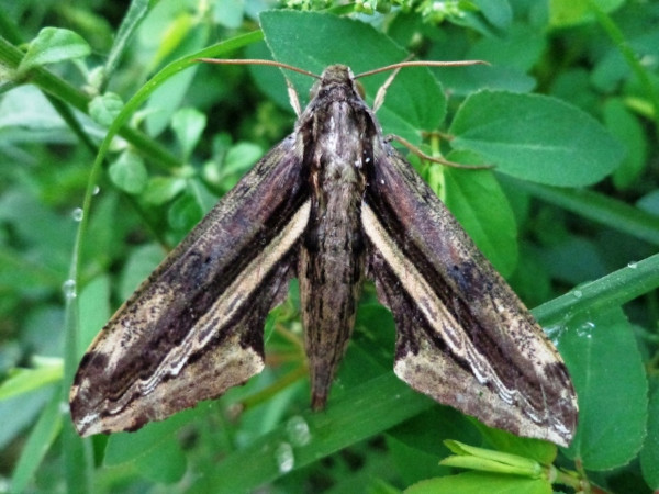 /filer/webapps/moths/media/images/R/rutherfordi_Centroctena_A_Ajibade.JPG