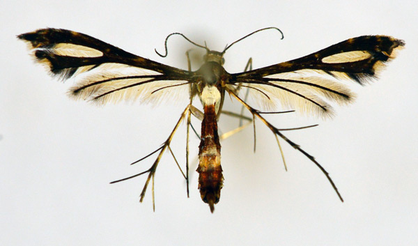 /filer/webapps/moths/media/images/R/ruvenzori_Xyroptila_A_NHMO_01.jpg
