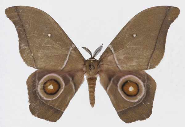 /filer/webapps/moths/media/images/R/ruvuensis_Gonimbrasia_AM_Basquina.jpg