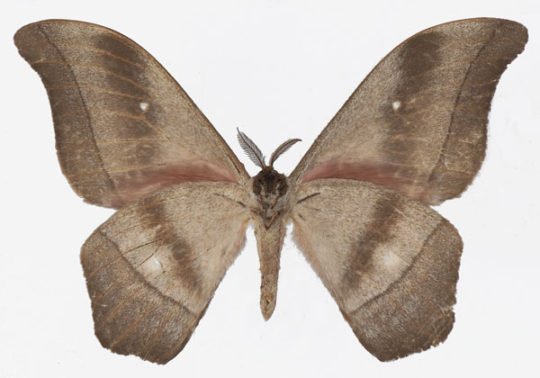 /filer/webapps/moths/media/images/R/ruvuensis_Gonimbrasia_AM_Basquinb.jpg