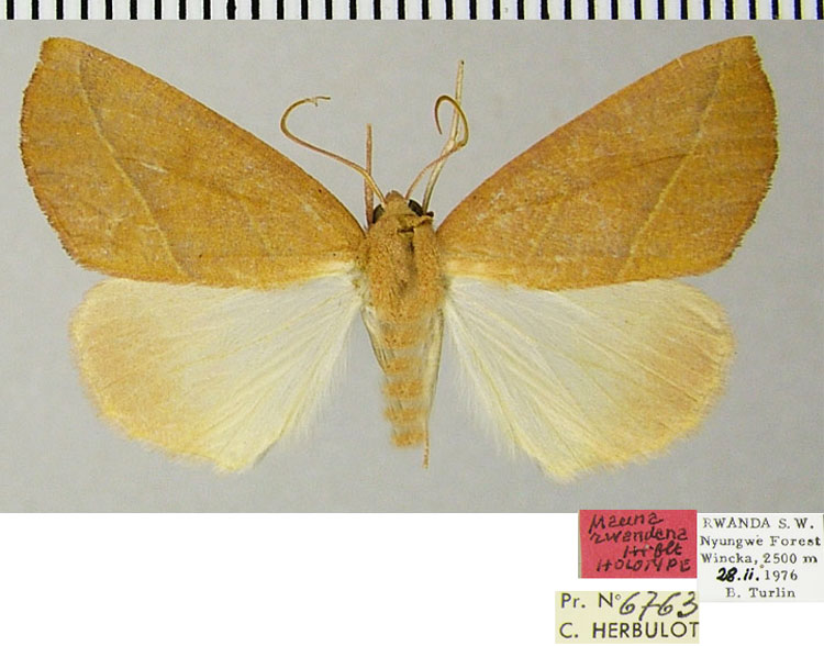 /filer/webapps/moths/media/images/R/rwandana_Mauna_HT_ZSMa.jpg