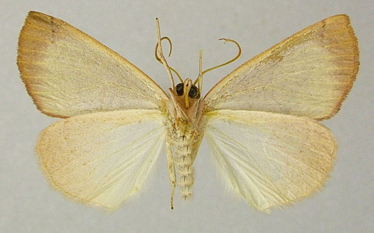 /filer/webapps/moths/media/images/R/rwandana_Mauna_HT_ZSMb.jpg