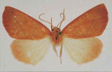/filer/webapps/moths/media/images/R/rwandana_Terpnostola_AM_TMSA.jpg