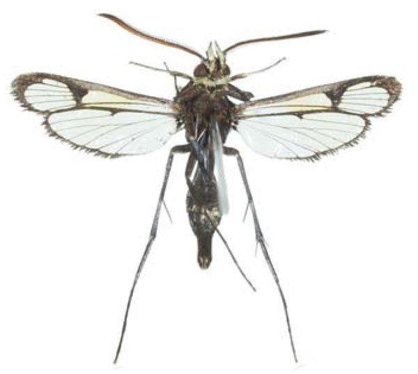 /filer/webapps/moths/media/images/R/rybalovi_Macrotarsipodes_HT_COGMb.jpg
