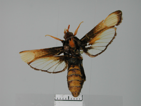/filer/webapps/moths/media/images/R/rygchiiformis_Alonina_AF_TMSA.jpg