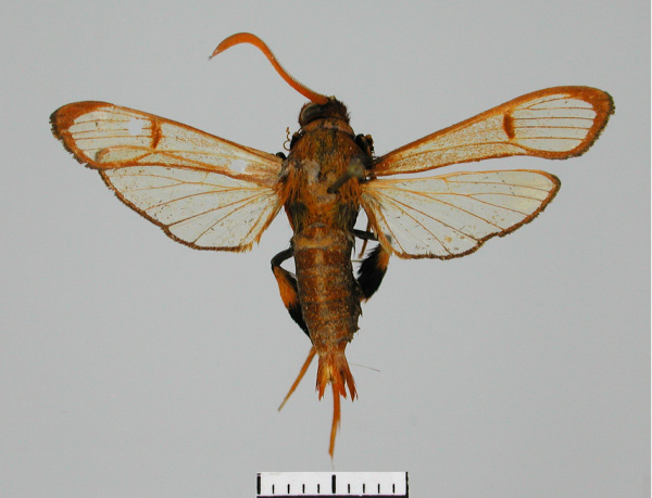 /filer/webapps/moths/media/images/R/rygchiiformis_Alonina_AM_TMSA.jpg