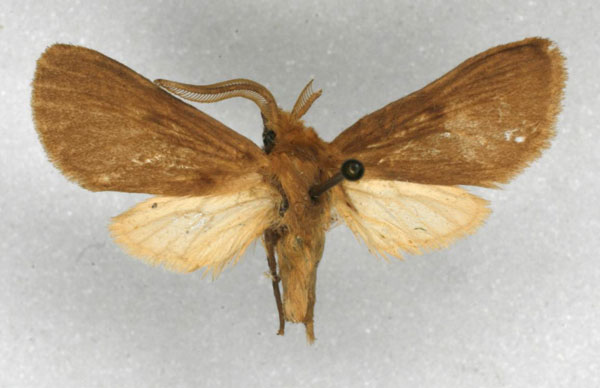 /filer/webapps/moths/media/images/S/saalfeldi_Metarctia_HT_ZSM.jpg