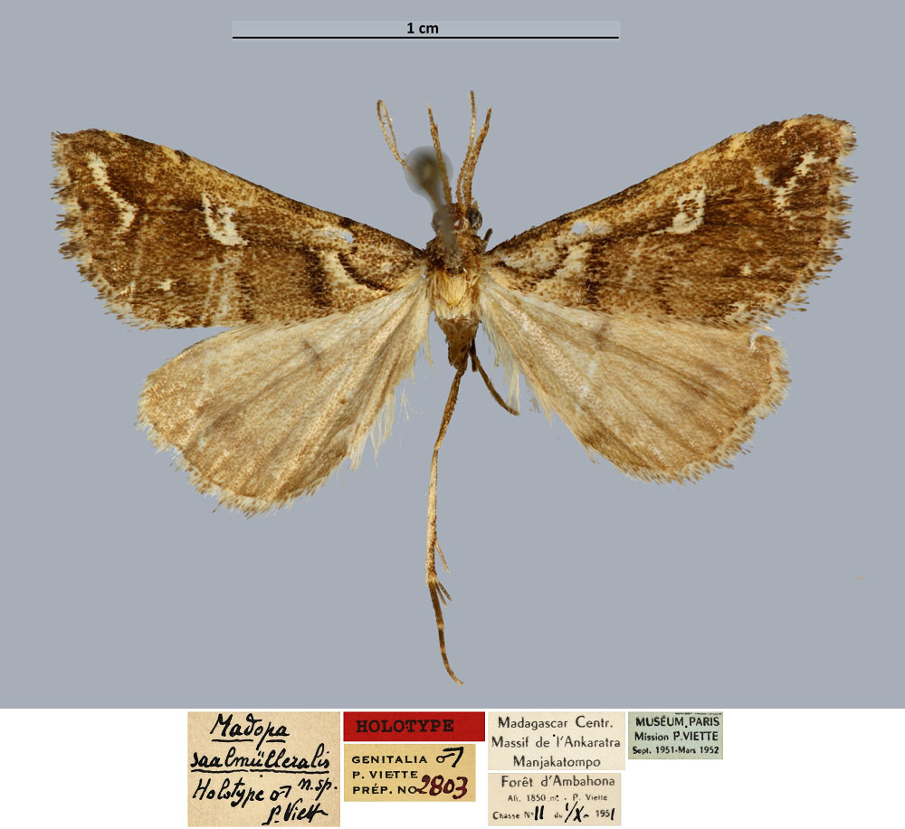 /filer/webapps/moths/media/images/S/saalmuelleralis_Madopa_HT_MNHN_TaWyPo1.jpg