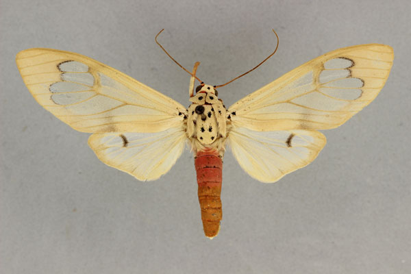 /filer/webapps/moths/media/images/S/saalmuelleri_Amerila_AF_BMNH_UgZRUQ8.jpg