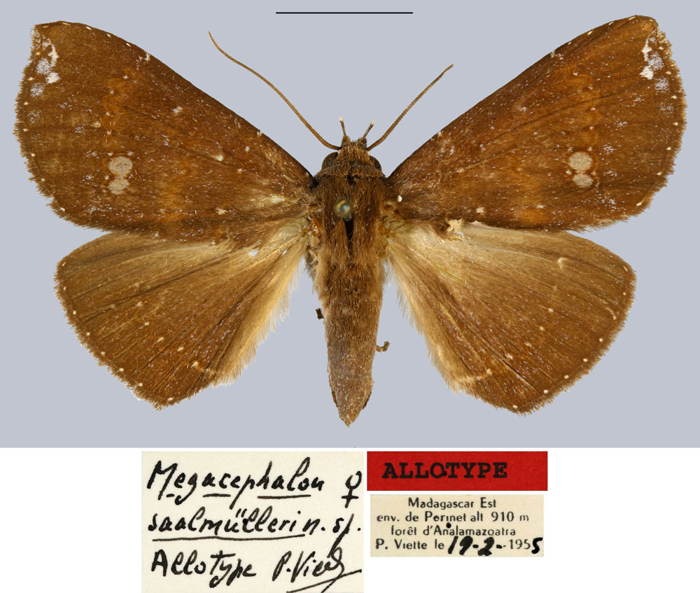 /filer/webapps/moths/media/images/S/saalmuelleri_Megacephalon_AT_MNHN.jpg