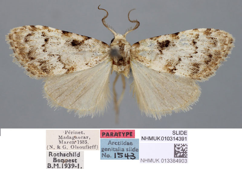 /filer/webapps/moths/media/images/S/saalmuelleri_Roeselia_PT_BMNH.jpg