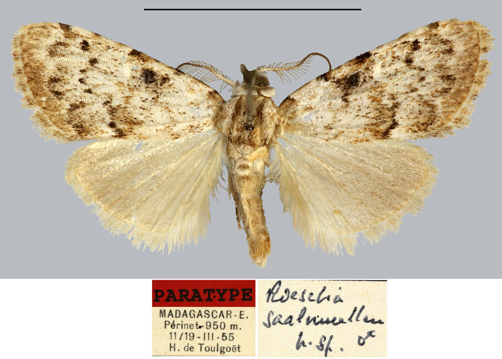 /filer/webapps/moths/media/images/S/saalmuelleri_Roeselia_PT_MNHN.jpg