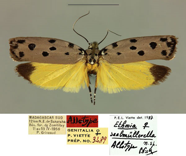 /filer/webapps/moths/media/images/S/saalmullerella_Ethmia_AT_MNHN_M9bPmgj.jpg