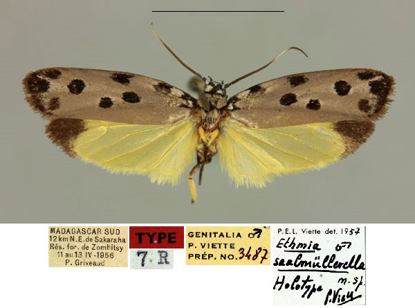 /filer/webapps/moths/media/images/S/saalmullerella_Ethmia_HT_MNHN_padogp8.jpg