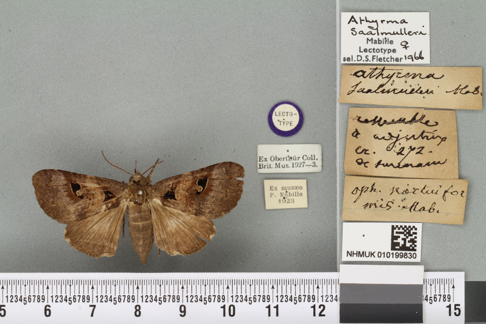 /filer/webapps/moths/media/images/S/saalmulleri_Athyrma_LT_BMNHa.jpg