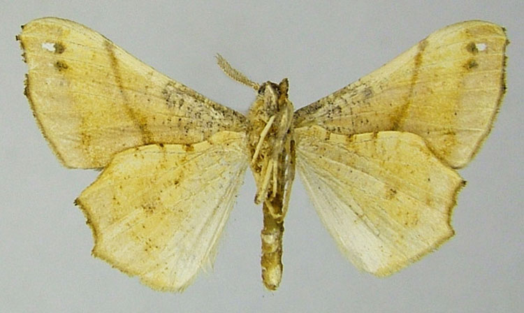 /filer/webapps/moths/media/images/S/sabae_Xenimpia_HT_ZSMb.jpg