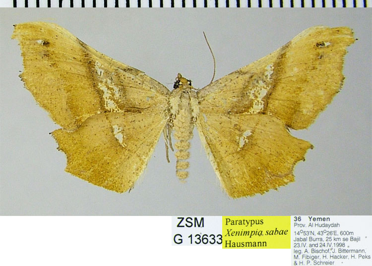 /filer/webapps/moths/media/images/S/sabae_Xenimpia_PTF_ZSM.jpg