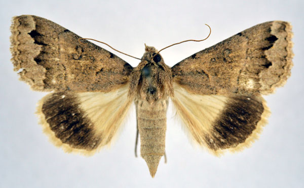 /filer/webapps/moths/media/images/S/sabaea_Clytie_A_NHMO.jpg