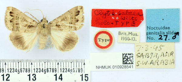 /filer/webapps/moths/media/images/S/sabaea_Clytie_HT_BMNH.jpg