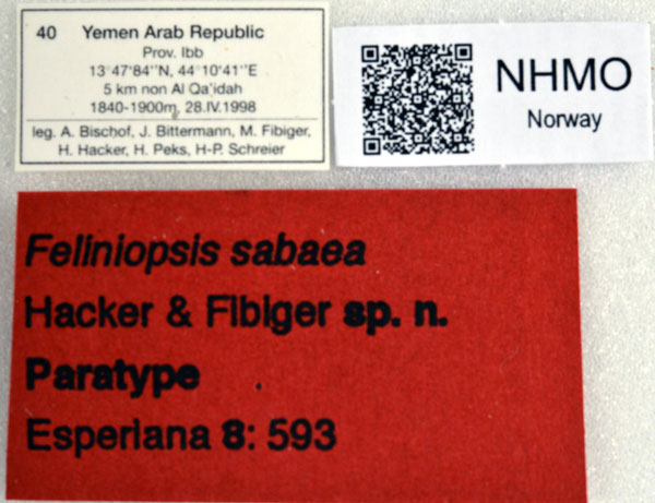 /filer/webapps/moths/media/images/S/sabaea_Feliniopsis_PTLBL_NHMO.jpg