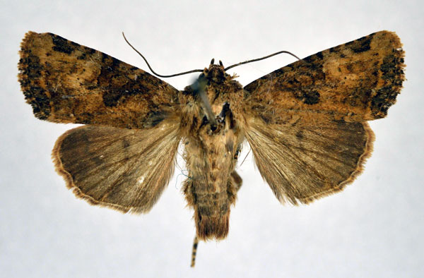 /filer/webapps/moths/media/images/S/sabaea_Feliniopsis_PT_NHMO.jpg