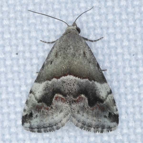 /filer/webapps/moths/media/images/S/sabia_Eublemma_A_Heyns_01.JPG