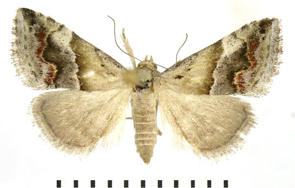 /filer/webapps/moths/media/images/S/sabia_Eublemma_A_NHMO.jpg