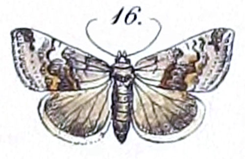 /filer/webapps/moths/media/images/S/sabia_Thalpochares_HT_Felder_1875_108-16.jpg