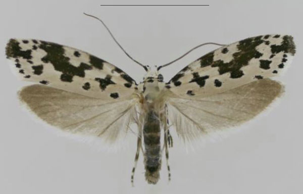 /filer/webapps/moths/media/images/S/sabiella_Ethmia_AM_MfN.jpg