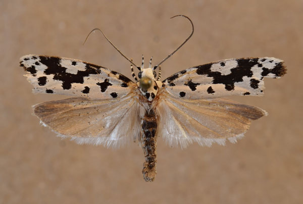 /filer/webapps/moths/media/images/S/sabiella_Ethmia_A_Butler.jpg