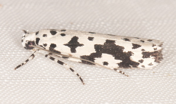 /filer/webapps/moths/media/images/S/sabiella_Ethmia_A_Heyns_01.jpg