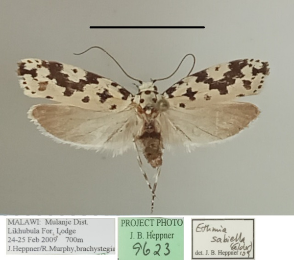 /filer/webapps/moths/media/images/S/sabiella_Ethmia_A_MGCLa_01.jpg