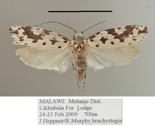 /filer/webapps/moths/media/images/S/sabiella_Ethmia_A_MGCLa_02.jpg