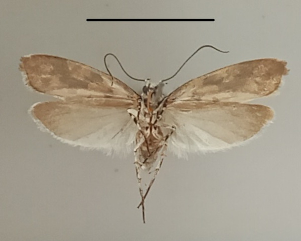/filer/webapps/moths/media/images/S/sabiella_Ethmia_A_MGCLb_01.jpg