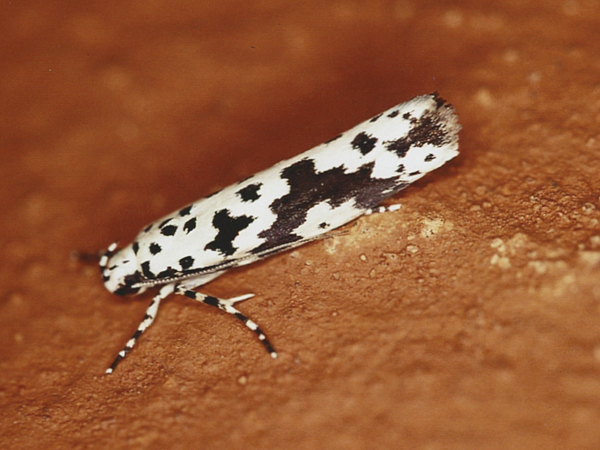 /filer/webapps/moths/media/images/S/sabiella_Ethmia_A_Roland_12.jpg