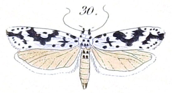 /filer/webapps/moths/media/images/S/sabiella_Psecadia_HT_Felder_1875_139-30.jpg