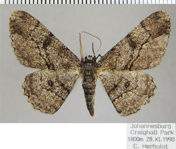 /filer/webapps/moths/media/images/S/sabinei_Zeuctoboarmia_AF_ZSM.jpg
