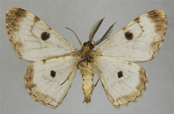 /filer/webapps/moths/media/images/S/sabinei_Zeuctoboarmia_AM_ZSMb.jpg