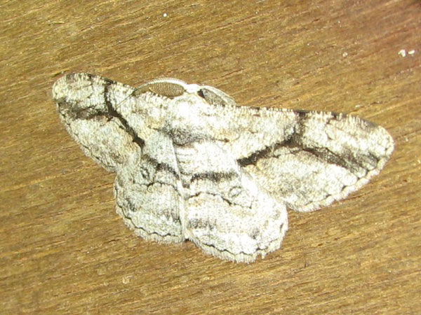 /filer/webapps/moths/media/images/S/sabinei_Zeuctoboarmia_A_Goff_01.jpg
