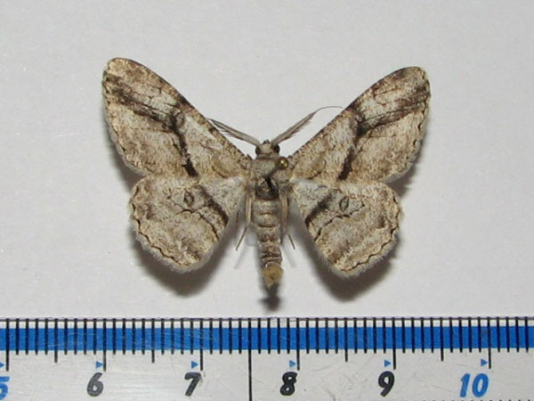 /filer/webapps/moths/media/images/S/sabinei_Zeuctoboarmia_A_Goff_02.jpg