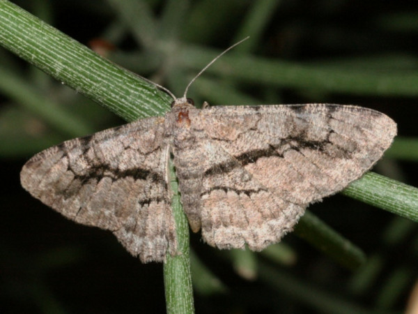 /filer/webapps/moths/media/images/S/sabinei_Zeuctoboarmia_A_Roland.jpg