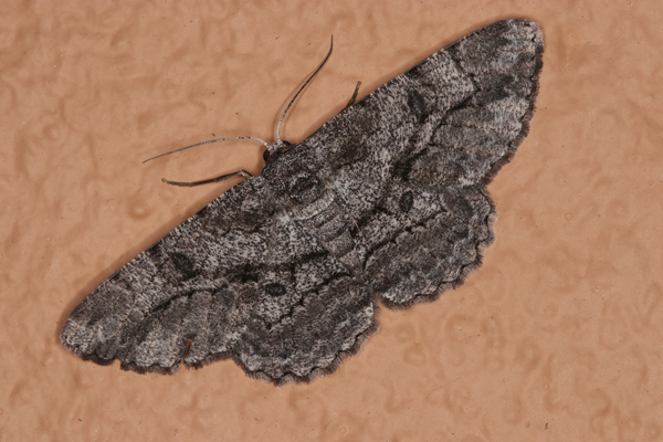 /filer/webapps/moths/media/images/S/sabinei_Zeuctoboarmia_A_Roland_01.jpg