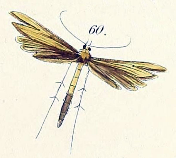 /filer/webapps/moths/media/images/S/sabius_Mimaeseoptilus_HT_Felder_1875_140-60.jpg