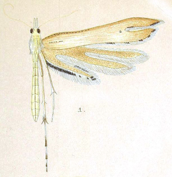 /filer/webapps/moths/media/images/S/sabius_Platyptilia_A_Meyrick_2-1.jpg
