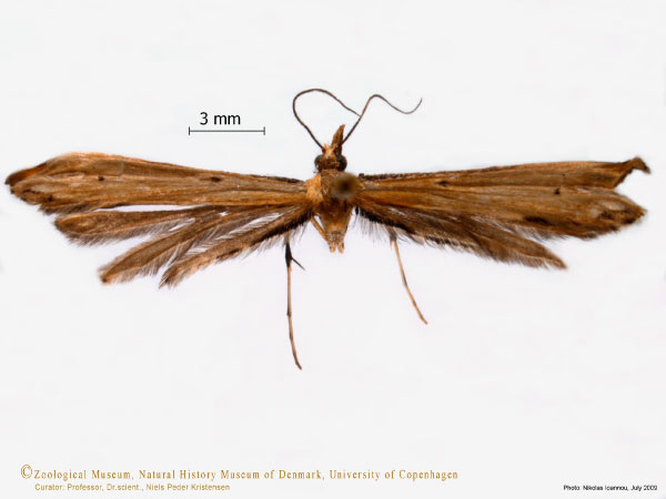 /filer/webapps/moths/media/images/S/sabius_Platyptilia_A_ZMUC.jpg